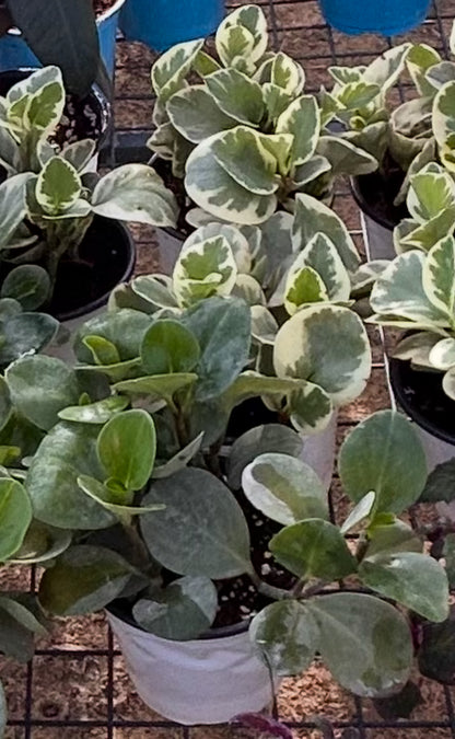 Peperomias