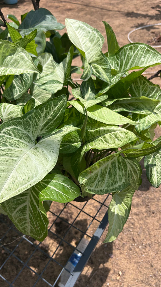 Syngonium white arrowhead