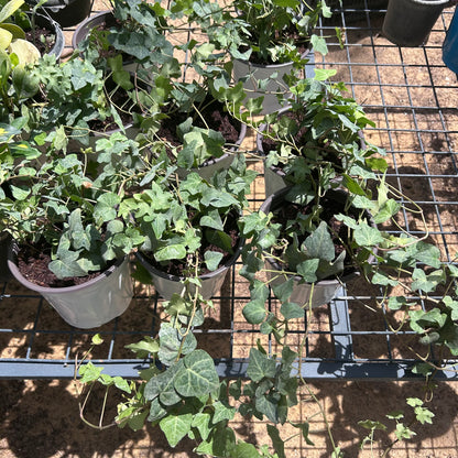 English Ivy or Hedera Plant