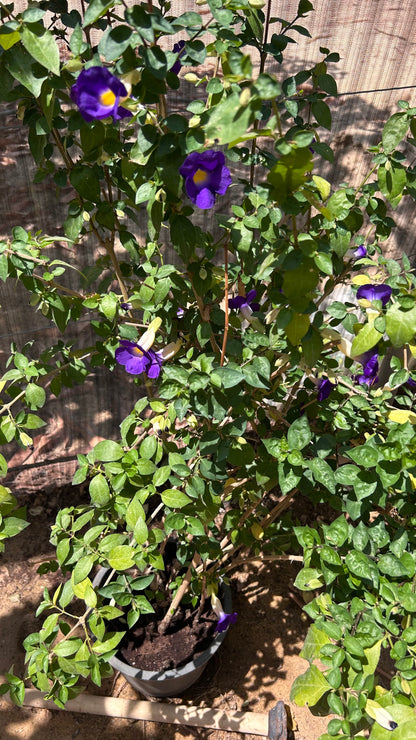 Thunbergia erecta