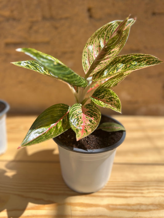 Aglonema Prestige