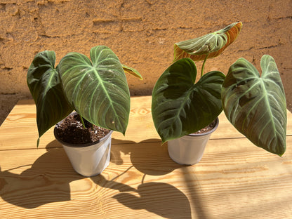Philodendron Gloriosum