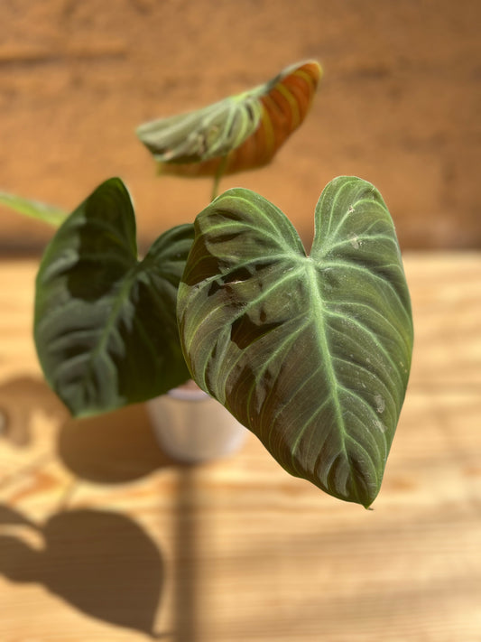 Philodendron Gloriosum