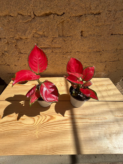 Aglaonema Super Red