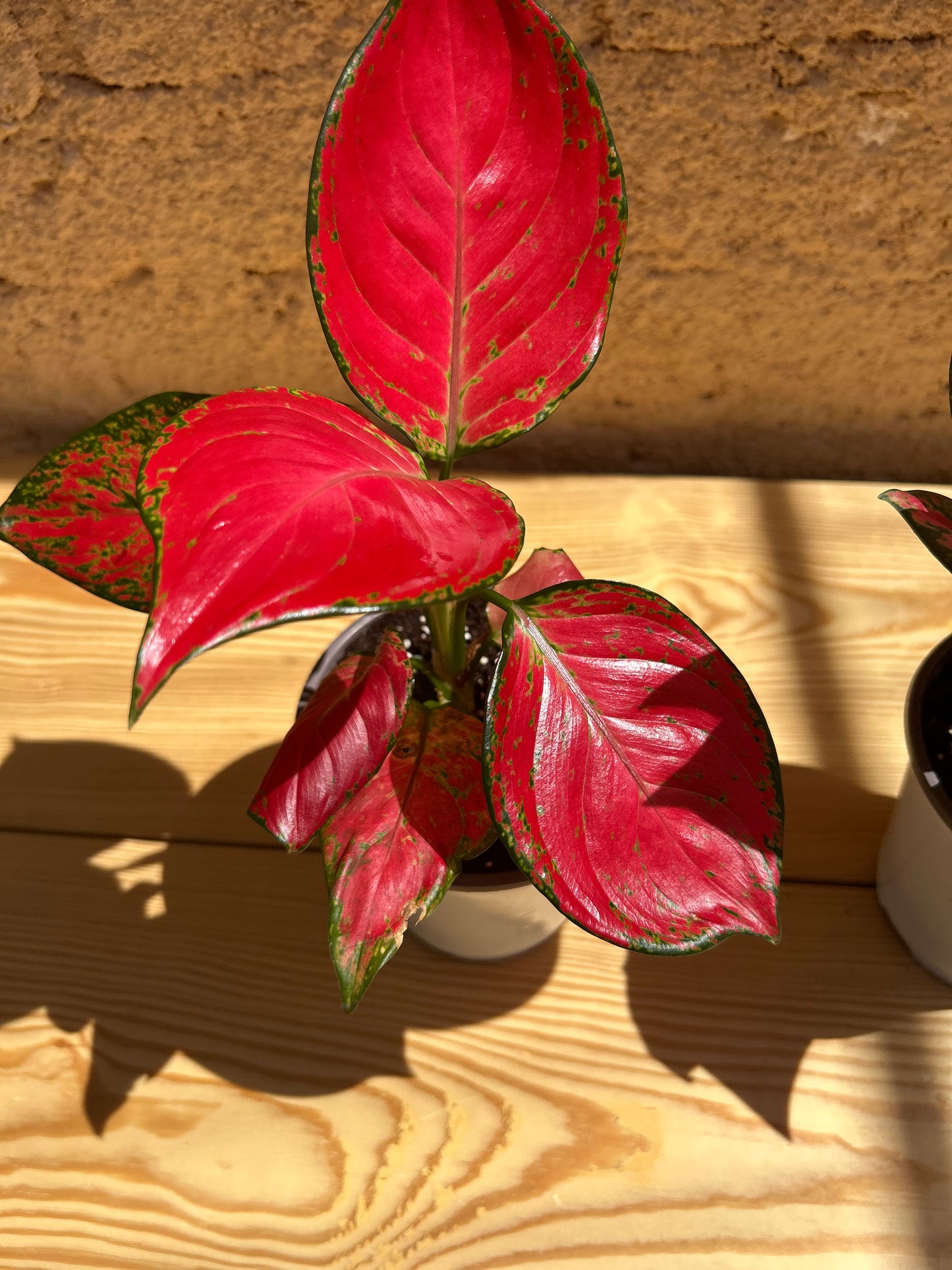 Aglaonema Super Red