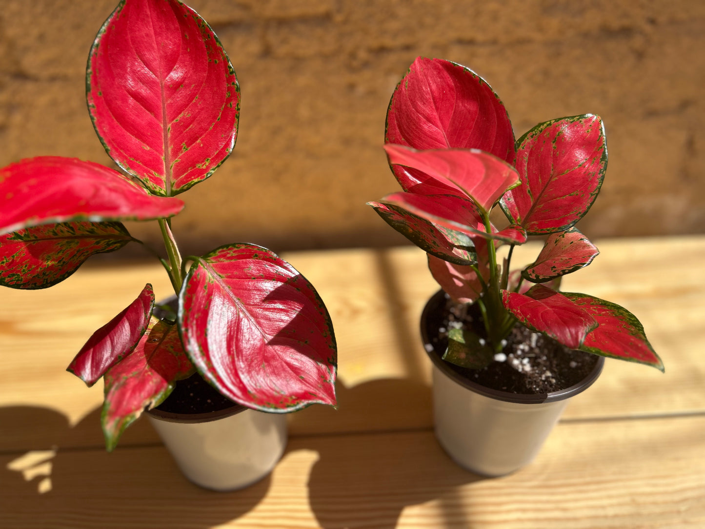 Aglaonema Super Red