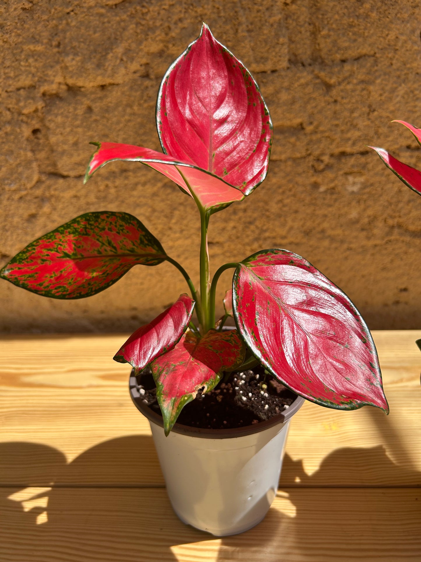 Aglaonema Super Red