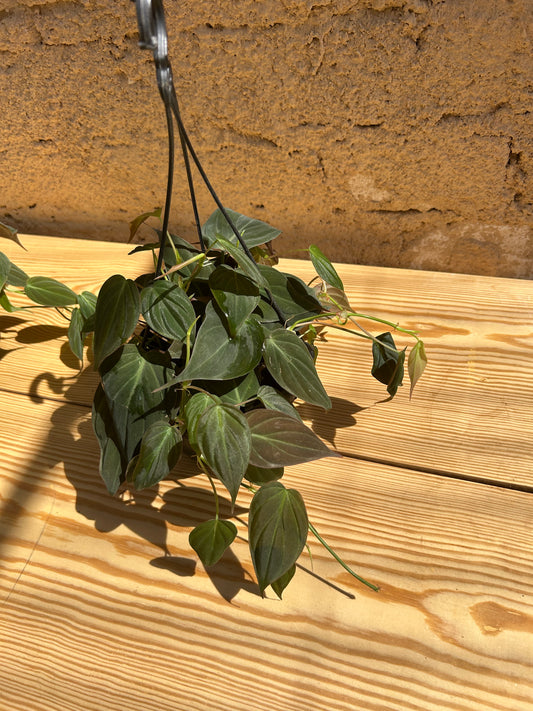 Philodendron Micon (hang)