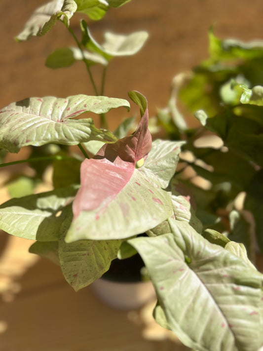 syngonium milk confetti