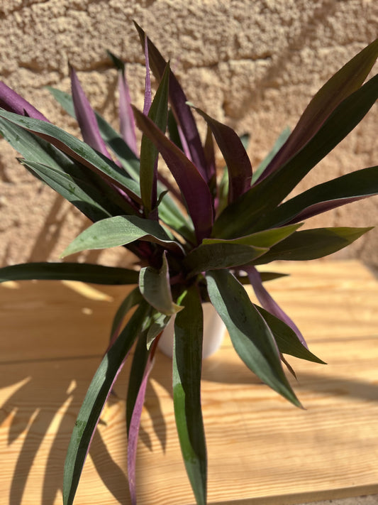 Tradescantia spathacea(rheo green/ the Oyster Plant/ Moses in a Cradle)