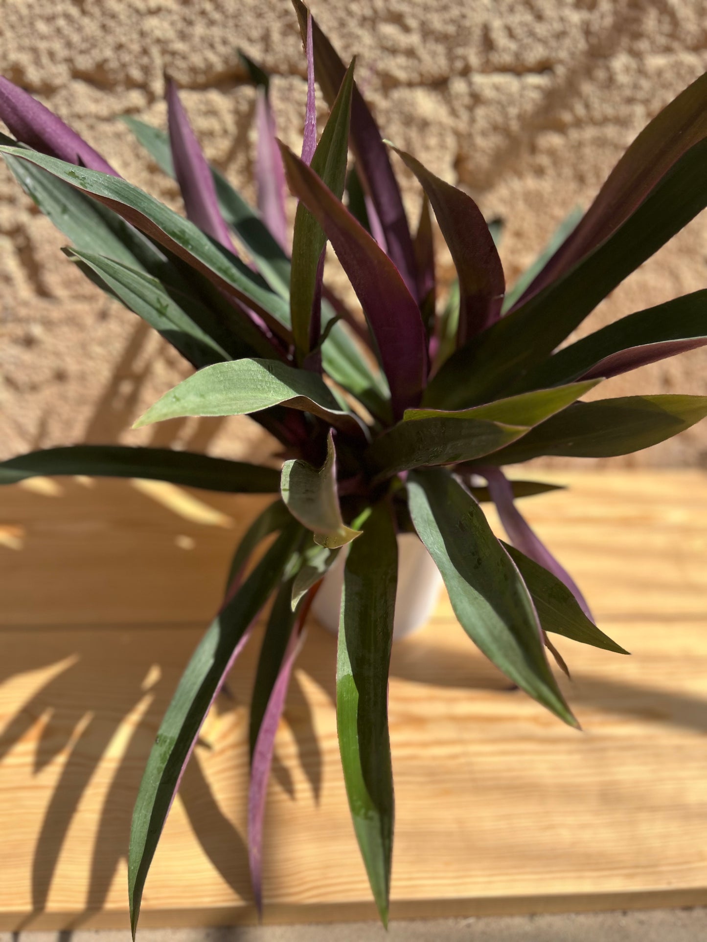Tradescantia spathacea(rheo green/ the Oyster Plant/ Moses in a Cradle)