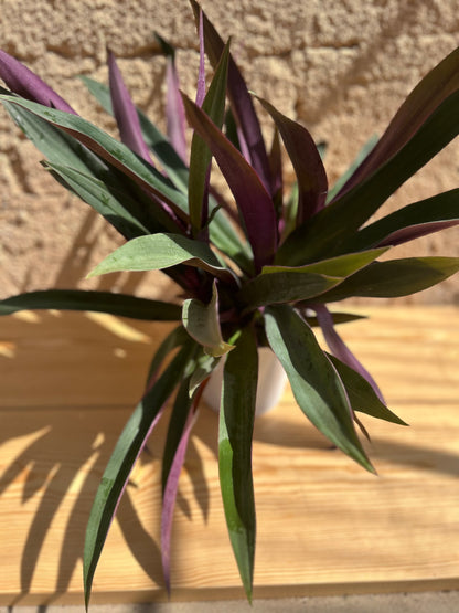 Tradescantia spathacea(rheo green/ the Oyster Plant/ Moses in a Cradle)