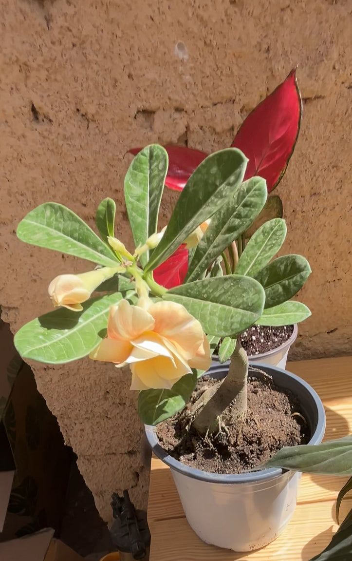 Adenium plant ( Desert Rose )