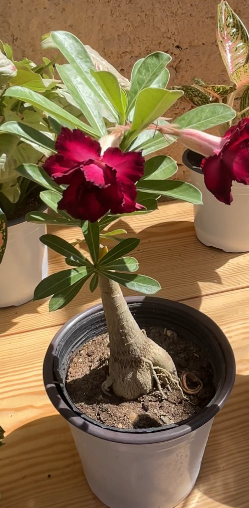 Adenium plant ( Desert Rose )