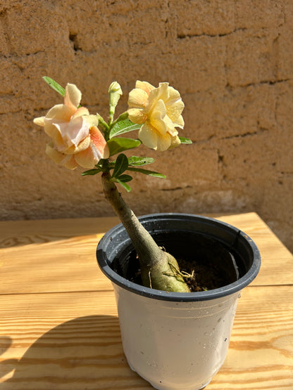 Adenium plant ( Desert Rose )