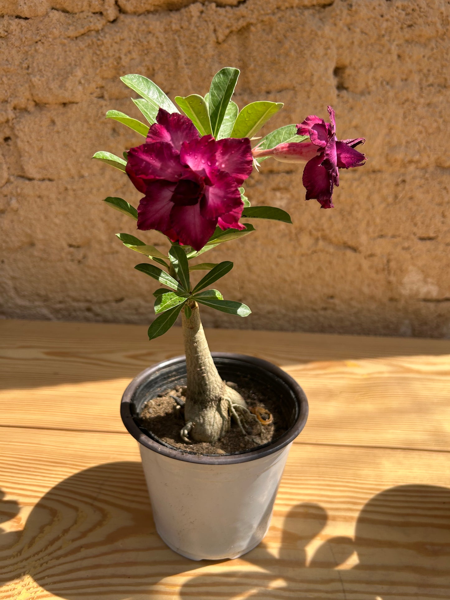 Adenium plant ( Desert Rose )