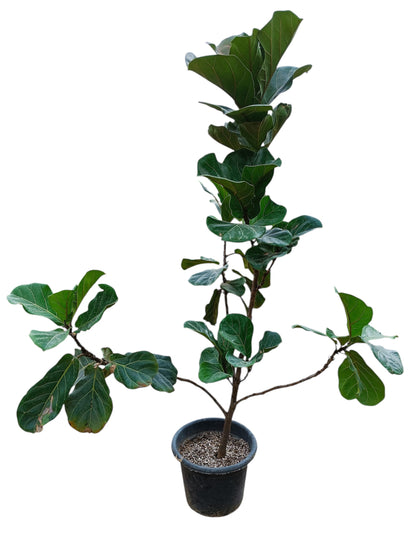 Fiddle-Leaf Fig (Ficus Lyrata)