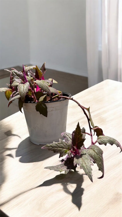 Gynura or Purple Passion or Velvet Plant
