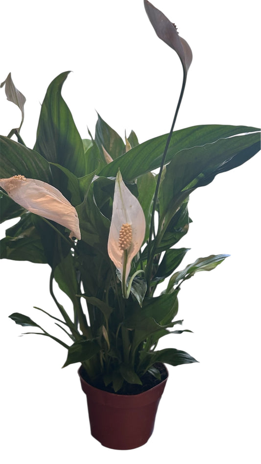 Peace Lily