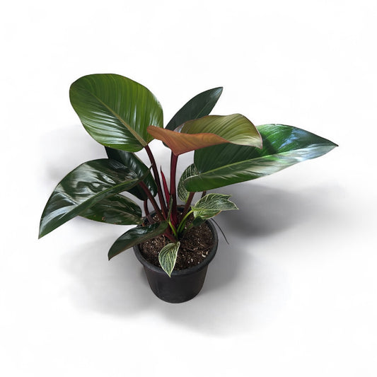 Philodendron Birkin red