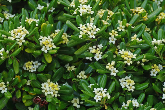 Pittosporum
