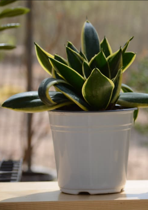 Baby Birds Nest Snake Plant -Black Star