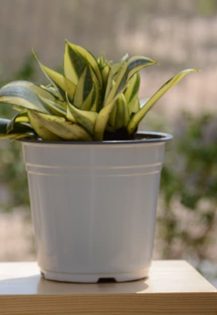 Baby Birds Nest Snake Plant -Gold Hanhi