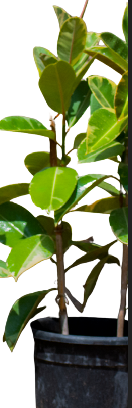 Ficus elastica Tineke(rubber tree)