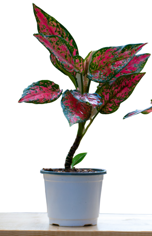 Aglonema Red