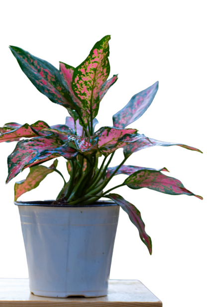 Aglonema Red