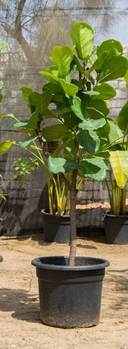 Fiddle-Leaf Fig (Ficus Lyrata)