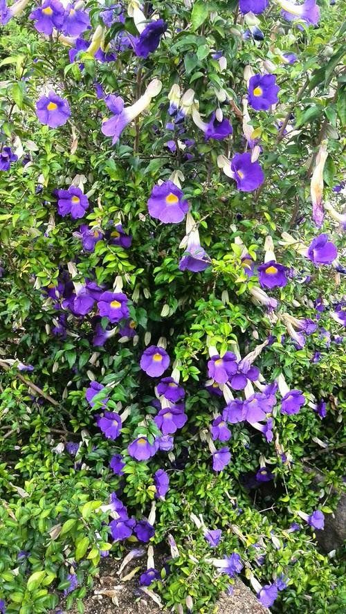 Thunbergia erecta