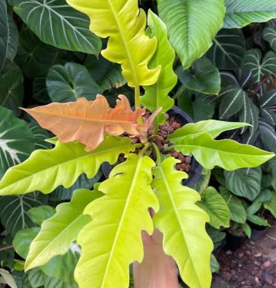 Philodendron ‘Ring of Fire’