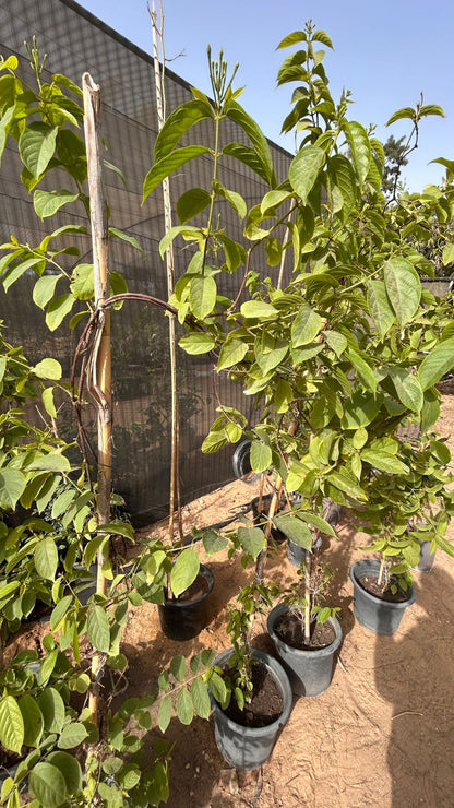 Quisqualis Jasmine ( red jasmine)