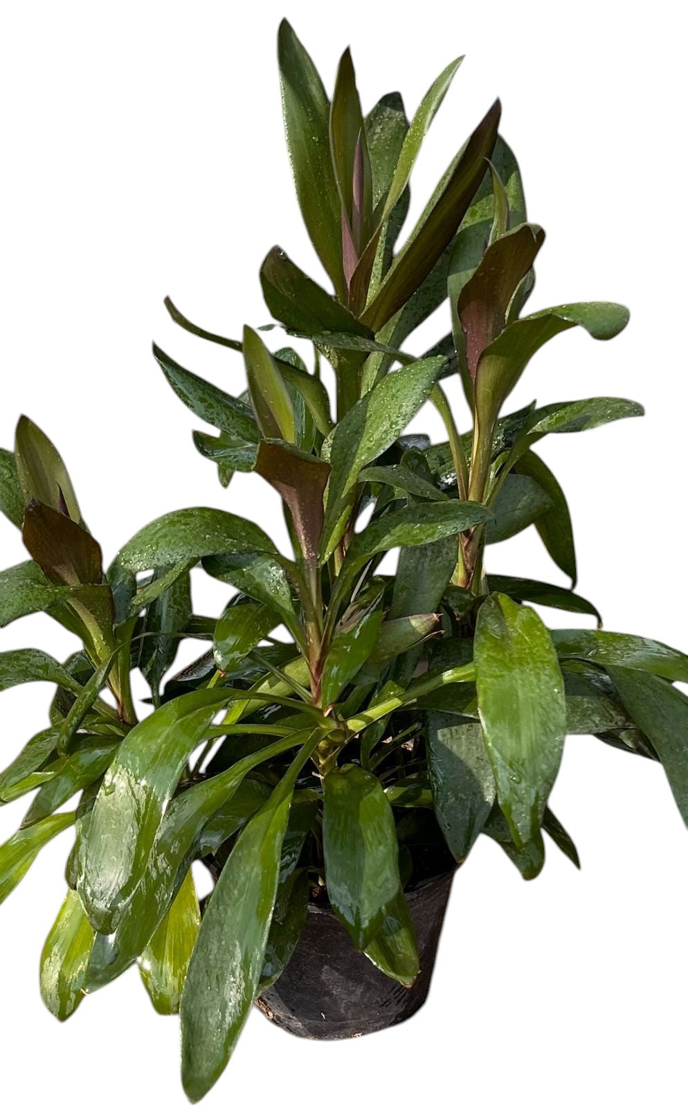 Cordyline Fruticose 'Glauca'