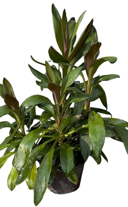 Cordyline Fruticose 'Glauca'