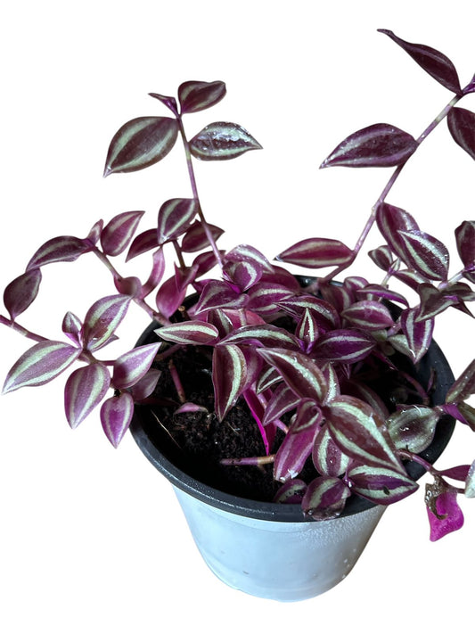 Tradescantia zebrina