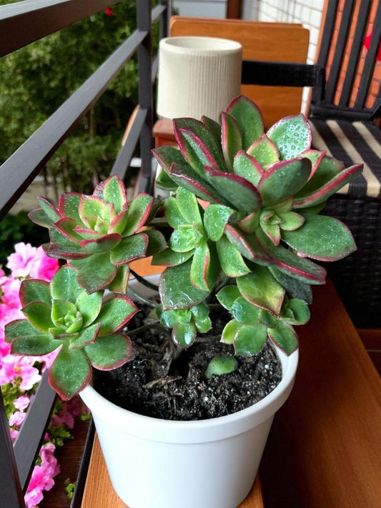 Aeonium Kiwi