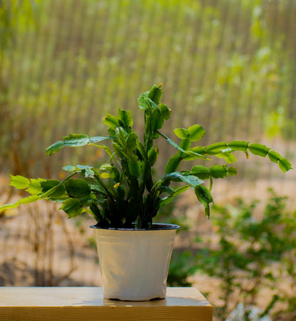 Christmas Cactus (Schlumbergera)