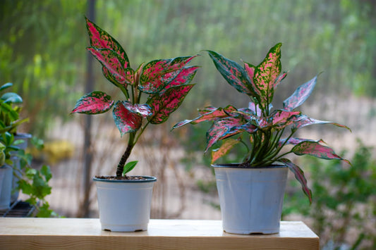Aglonema Red