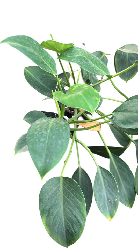 Philodendron Green Princess