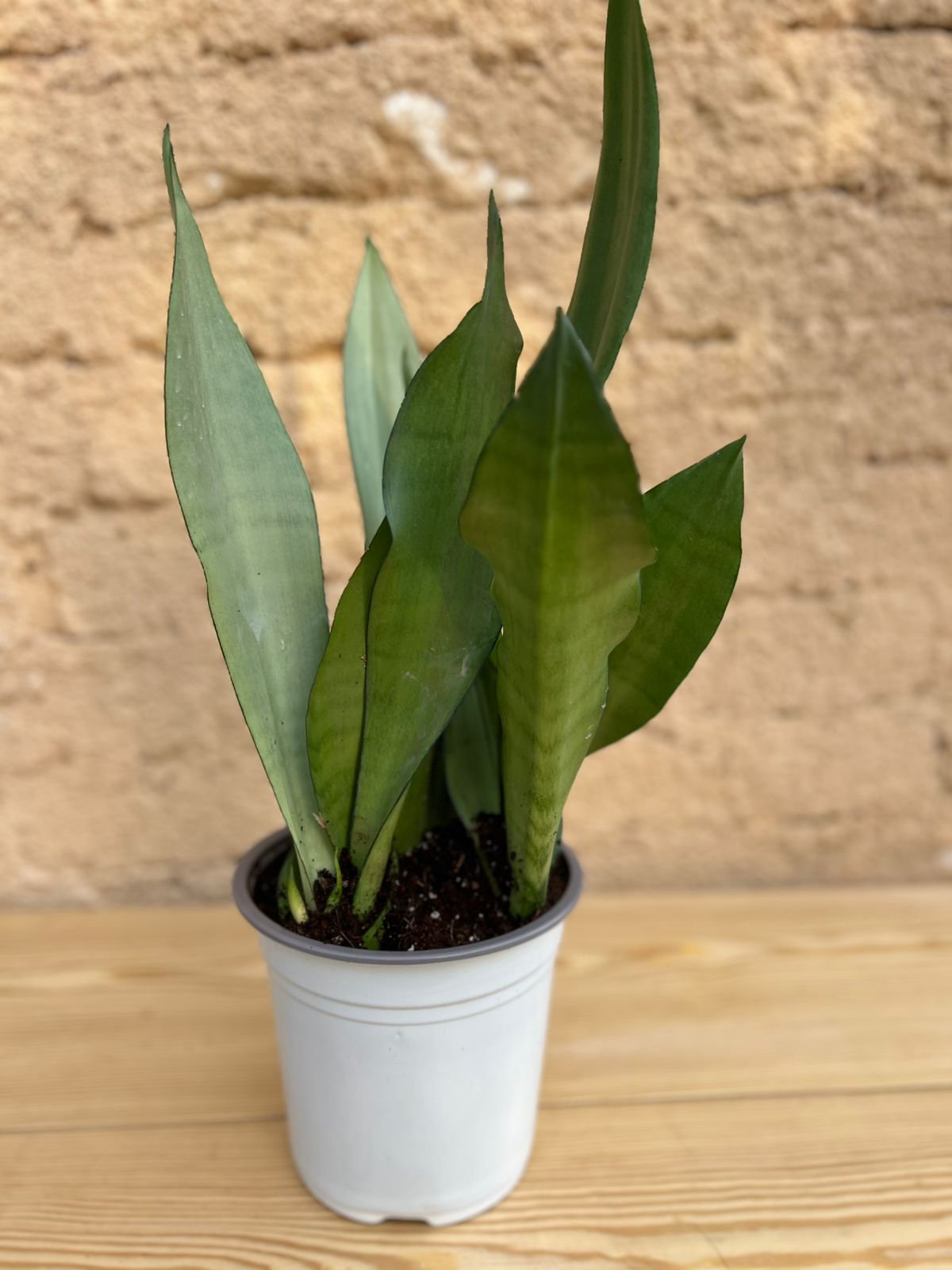 Moonshine snake plant