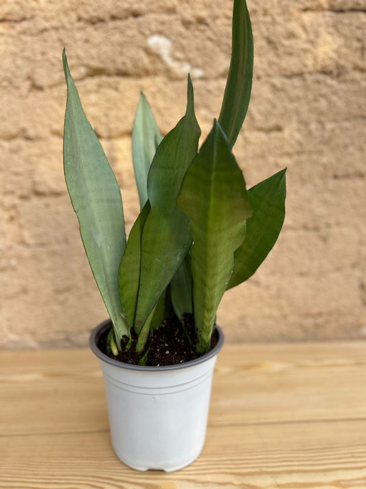 Moonshine snake plant
