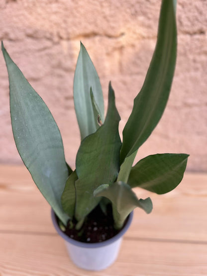 Moonshine snake plant
