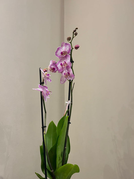 phalaenopsis orchid