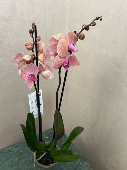 phalaenopsis orchid