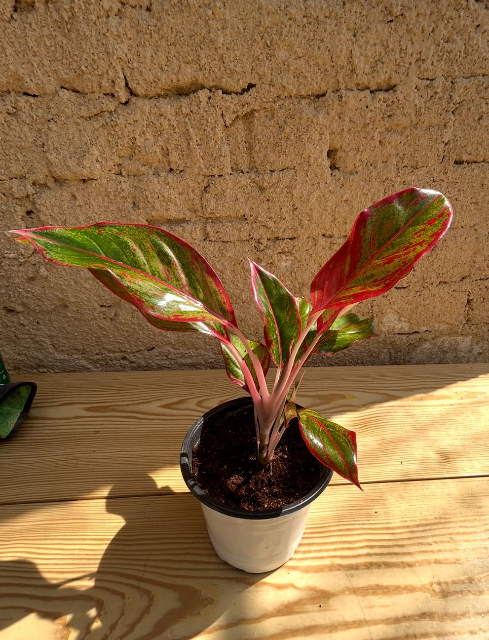 Aglaonema Siam Aurora