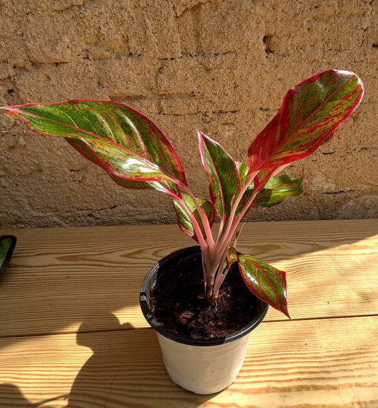 Aglaonema Siam Aurora