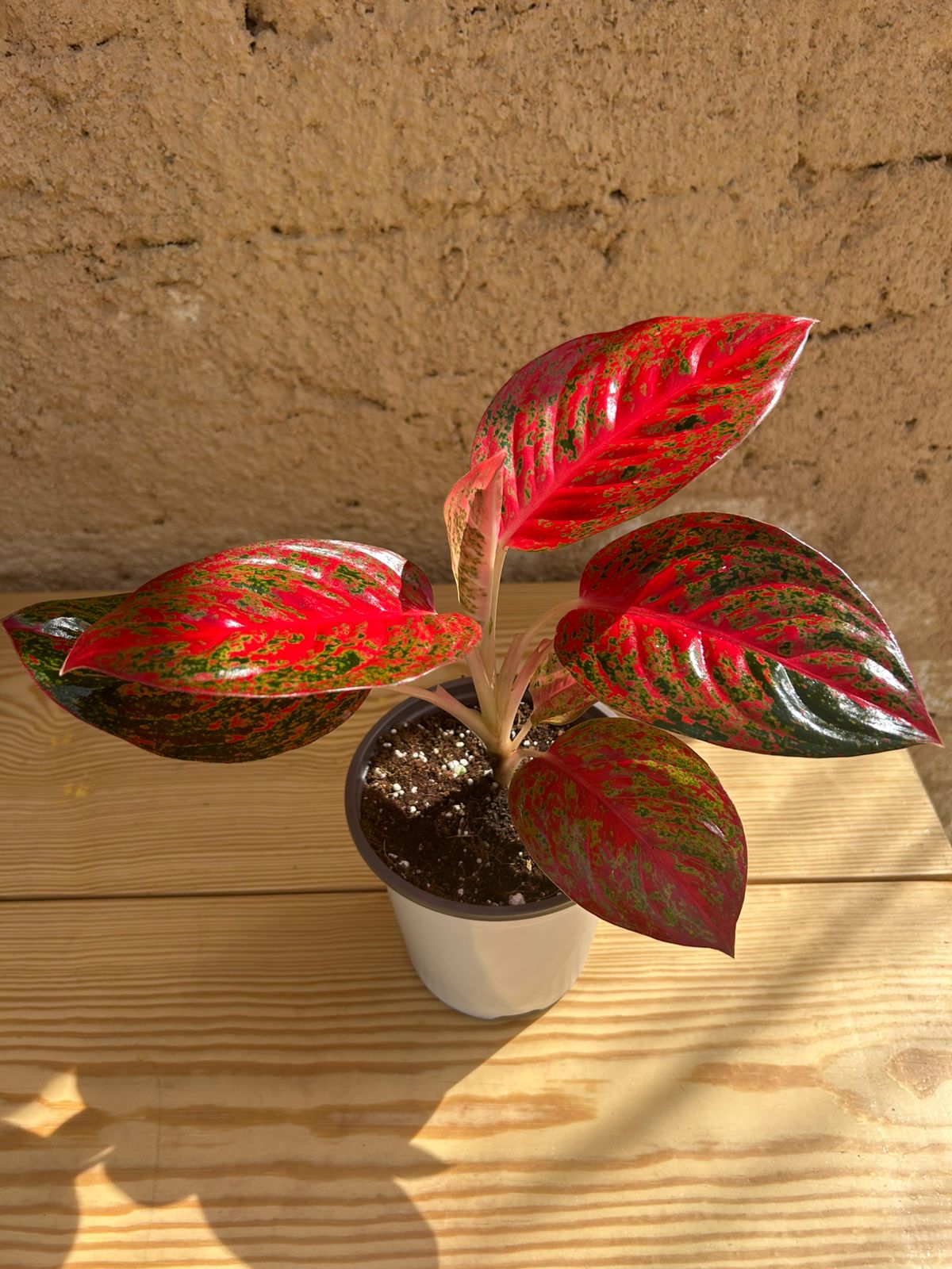 Aglaonema Red Stardust