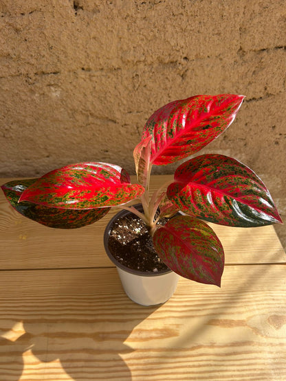 Aglaonema Red Stardust